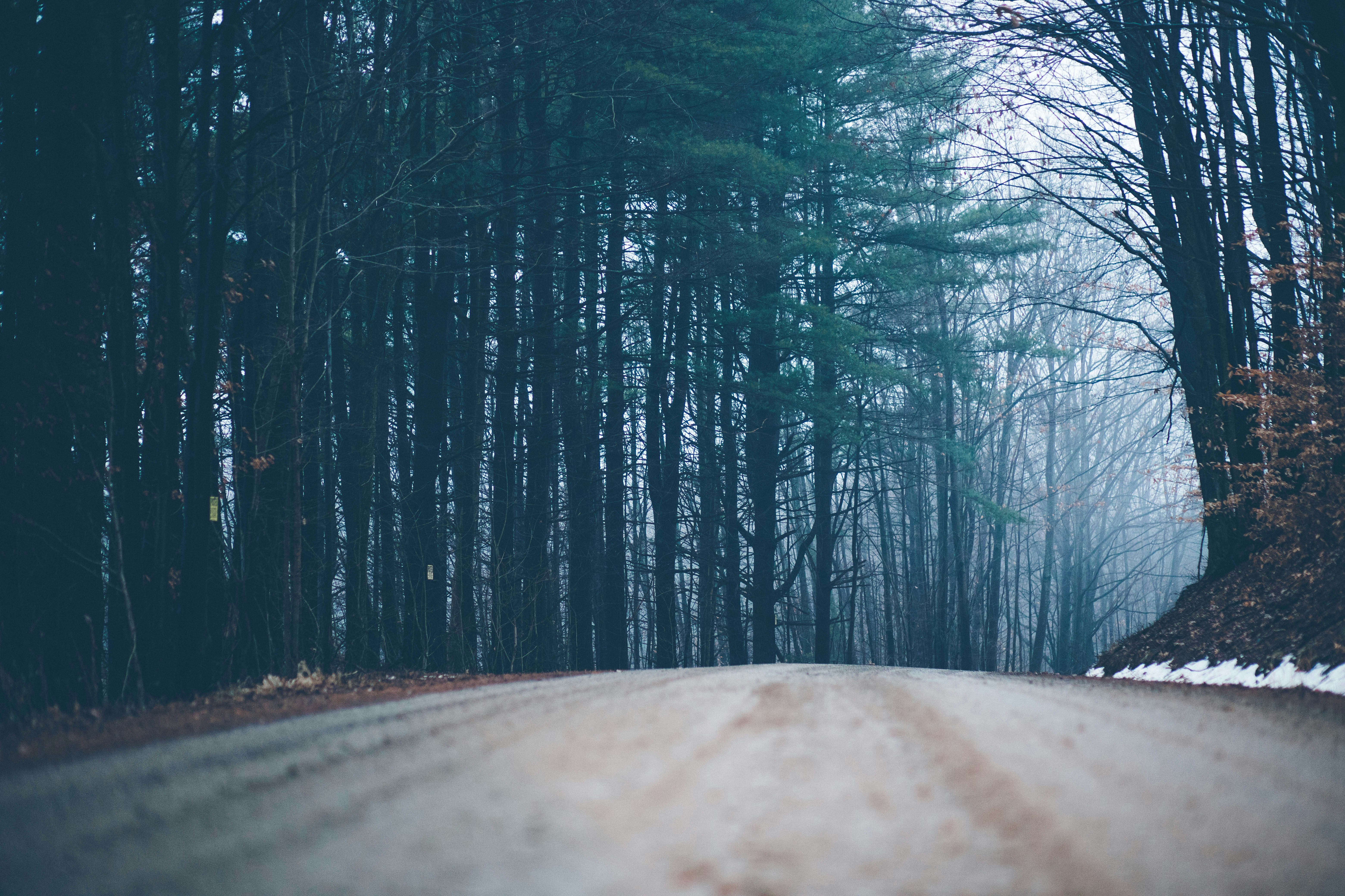 empty dirt road between green leaf trees at daytime